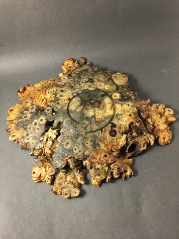 Buckeye Burl Winged Bowl Bottom