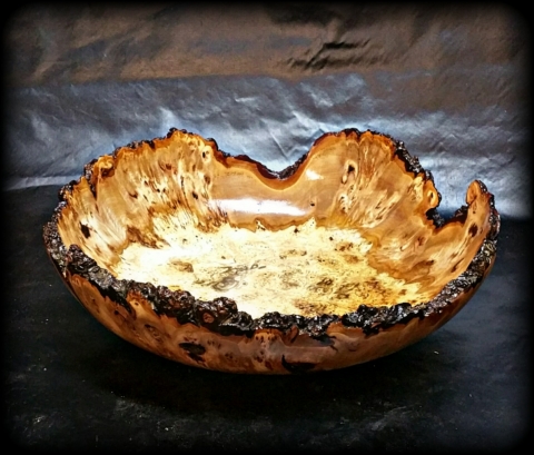 Witch Elm